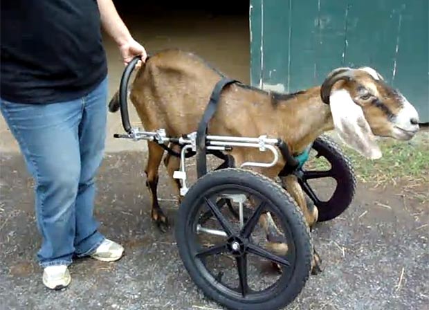 goat-620a_1669571a