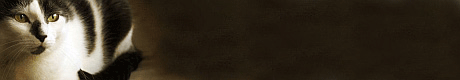 kotylion2